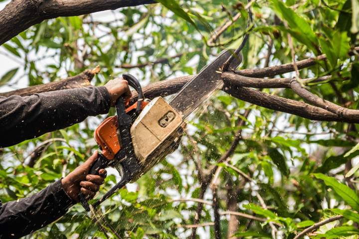 Entretien professionnel de vos arbres en toute sécurité.