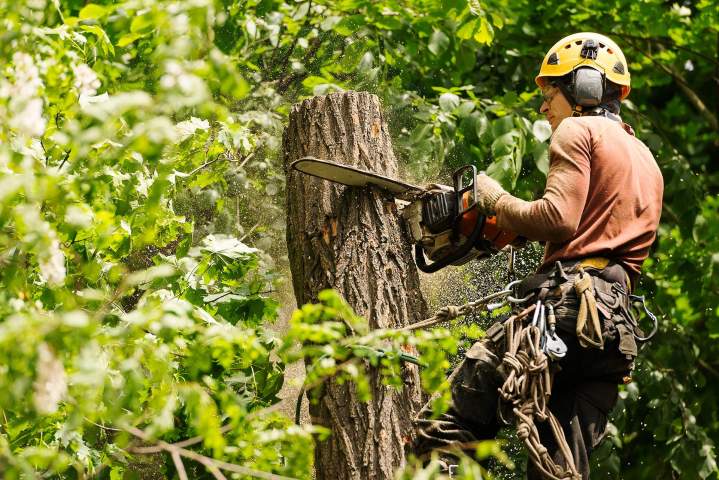 Intervention experte pour l'abattage d'arbres complexes.
